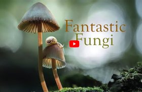 2019-08-14-bomenbond-fantastic-fungi-video